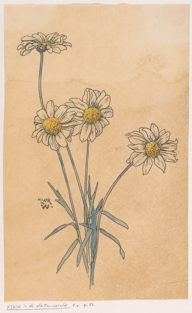 Marguerites blanches - Ludwig Willem Reymert Wenckebach