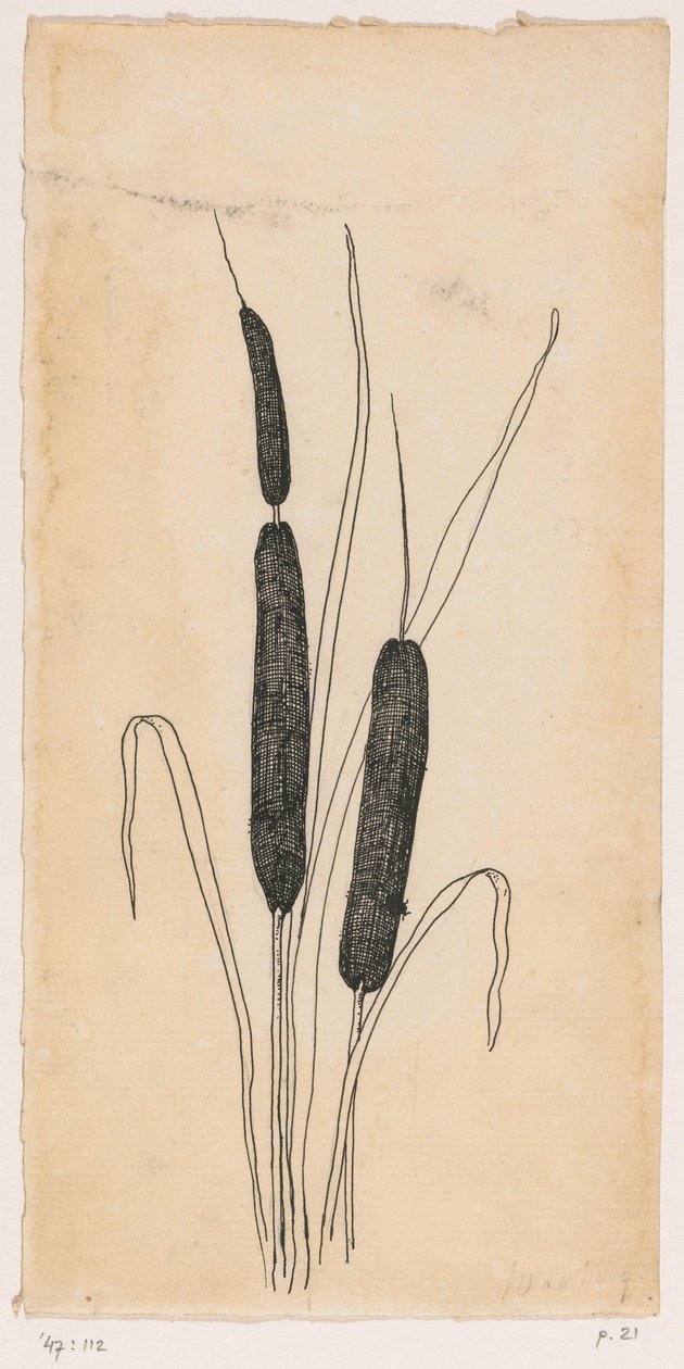 Massettes - Willem Wenckebach
