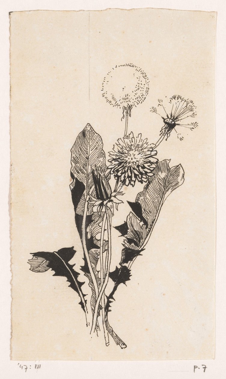 Pissenlit - Willem Wenckebach