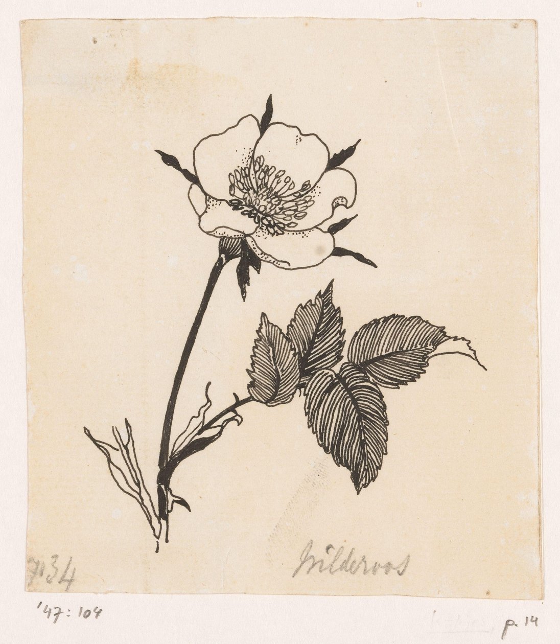 Églantine - Willem Wenckebach