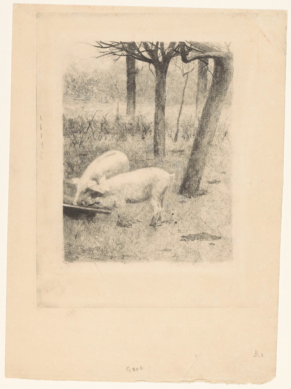 Deux cochons près d