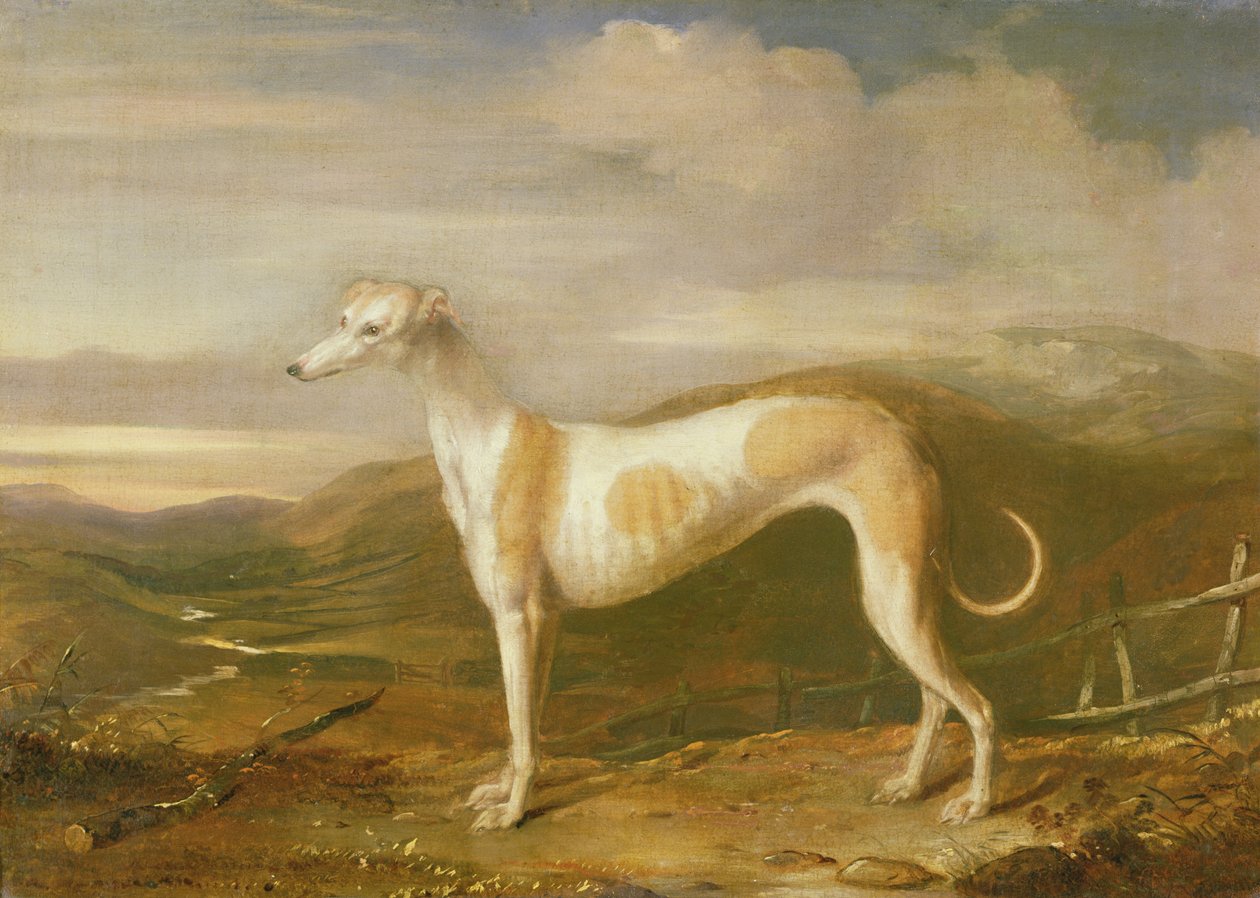 Lévrier - William Barraud