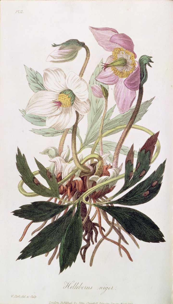 Rose de Noël : de 