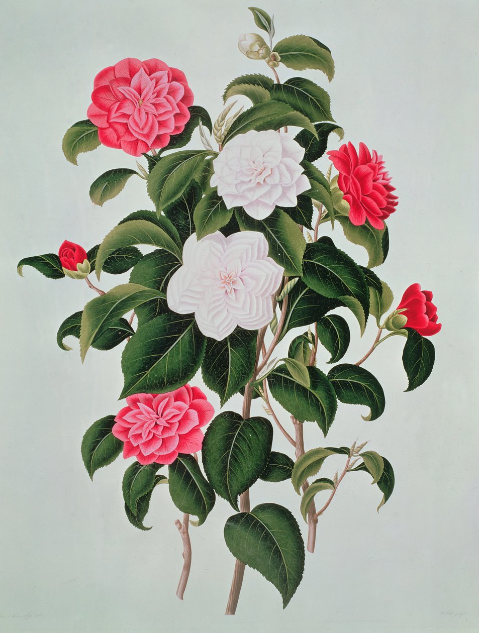 Camellia Japonica, de 