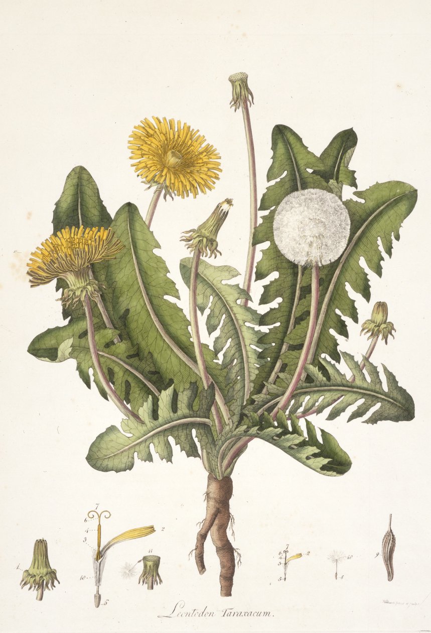 Leontoden Taraxacum de Flora Londinensis - William Curtis