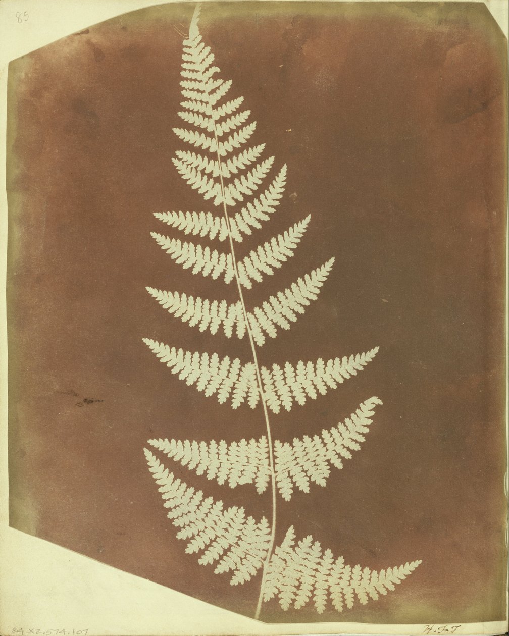 Fougère bouclier - William Henry Fox Talbot