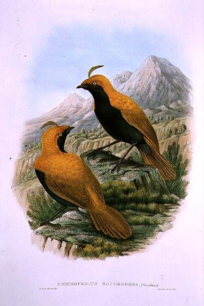 Cnemophilus Macgregorii, Oiseau de paradis à crête faucille - M. Hart