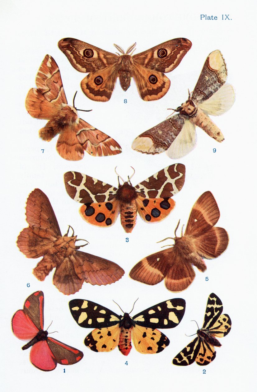 Différents types de mites, illustration du livre Papillons, Mites et autres insectes et créatures de la campagne, publié 1927 - William Samuel Furneaux