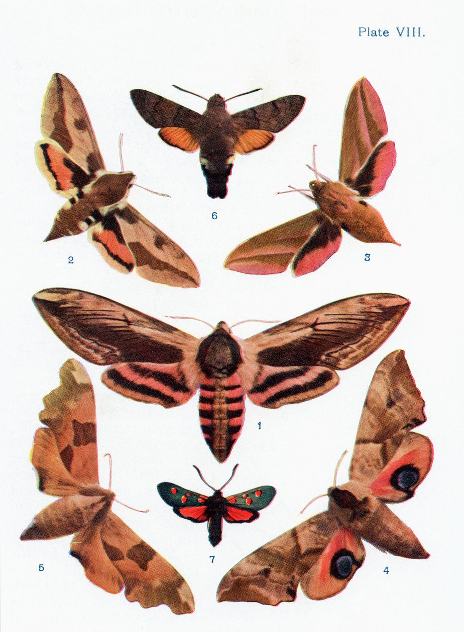 Différents types de mites, illustration du livre Papillons, Mites et autres insectes et créatures de la campagne, publié 1927 - William Samuel Furneaux