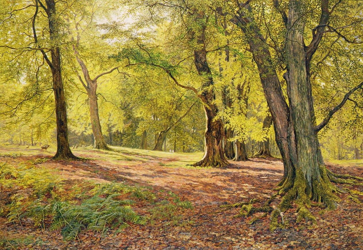 Dans les bois de hêtres - William Samuel Jay