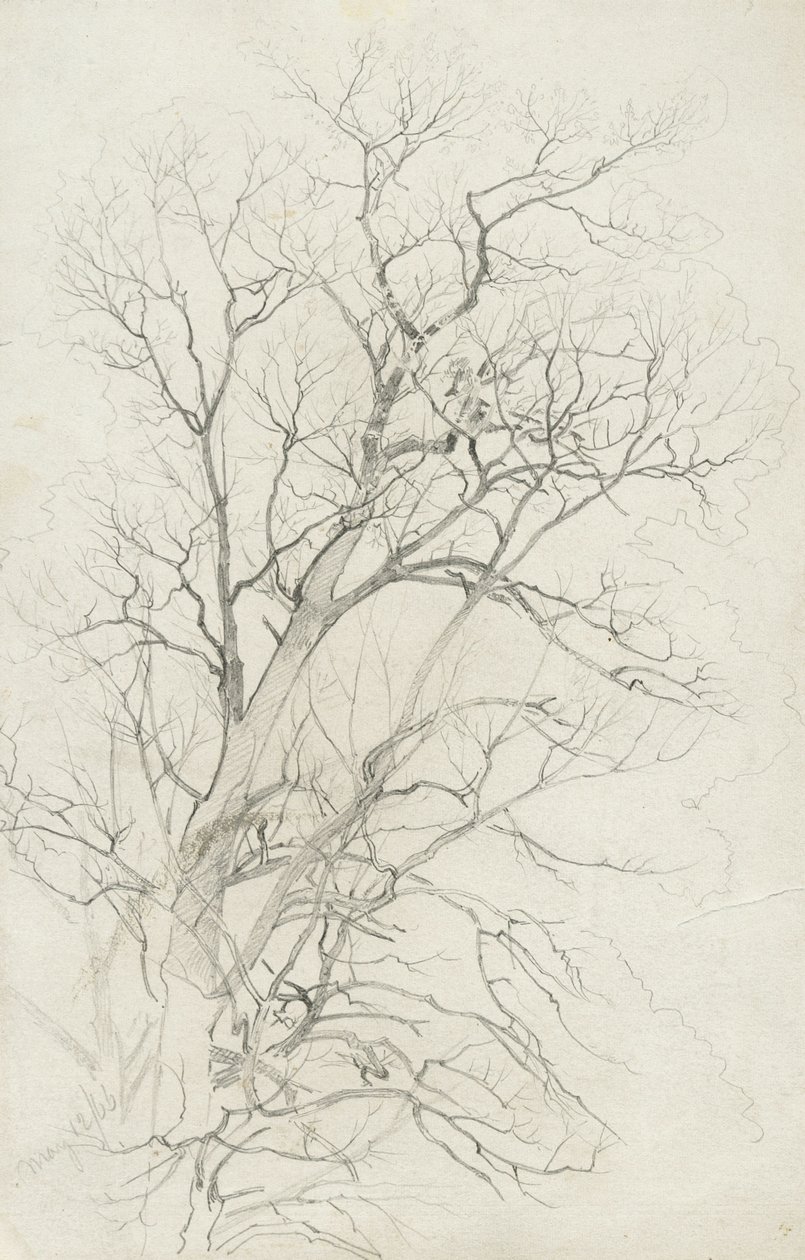 Arbre, 1866 - William Trost Richards