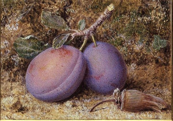 Prunes et une noisette - William B. Hough