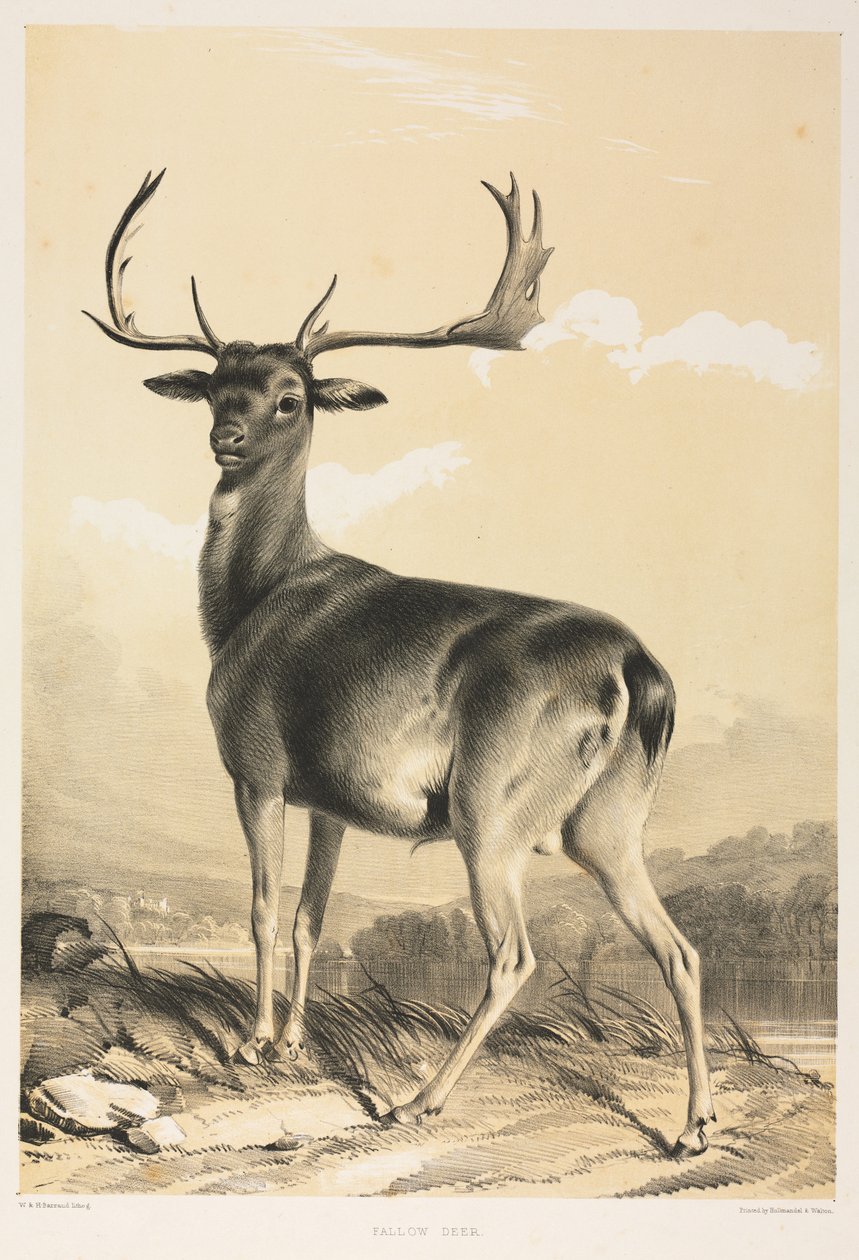 Daim - William Barraud