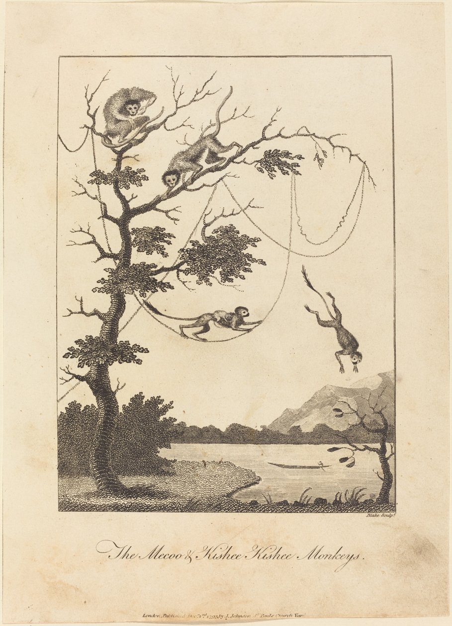 Les Singes Mecoo et Kisbee Kishee - William Blake