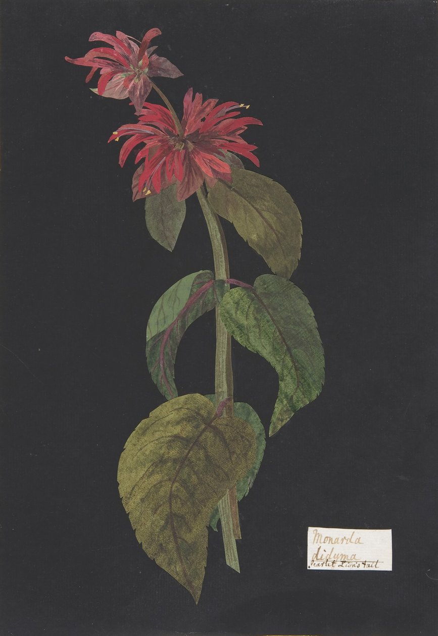 Monarda didyma Queue de Lion Écarlate - William Booth Grey