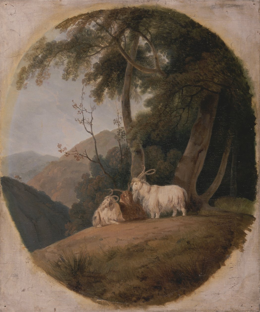 Chèvres du Cachemire - William Daniell