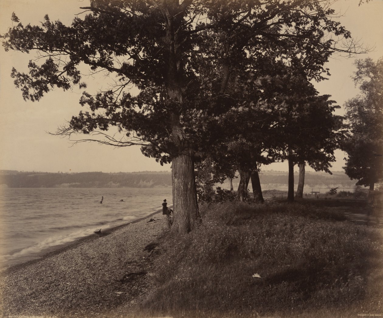 Lac Cayuga, Sheldrake - William H. Rau