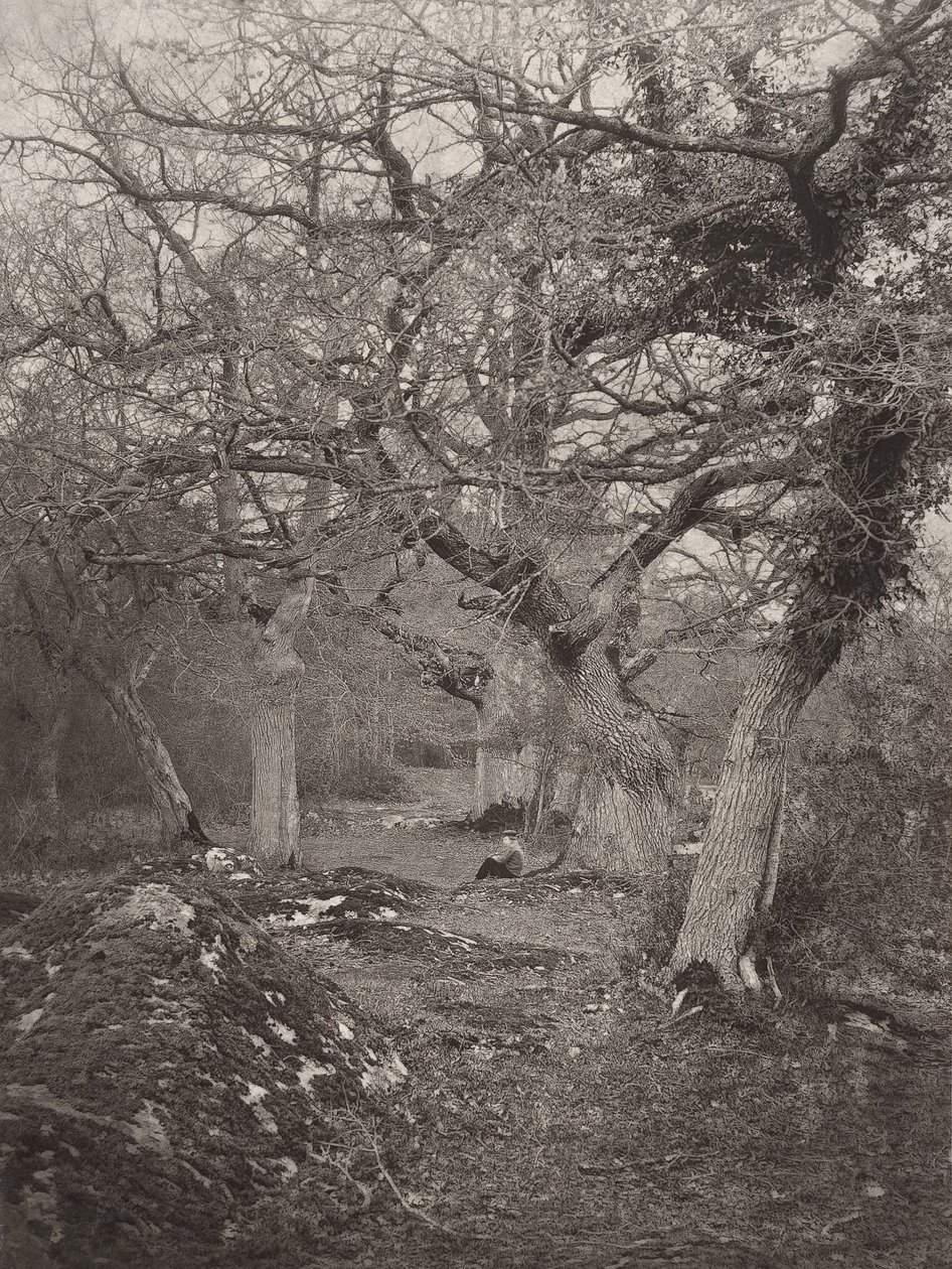 Forêt de Fontainebleau - William Harrison