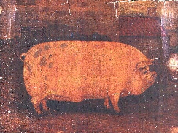 Le cochon primé Jumbo II - William Henderson