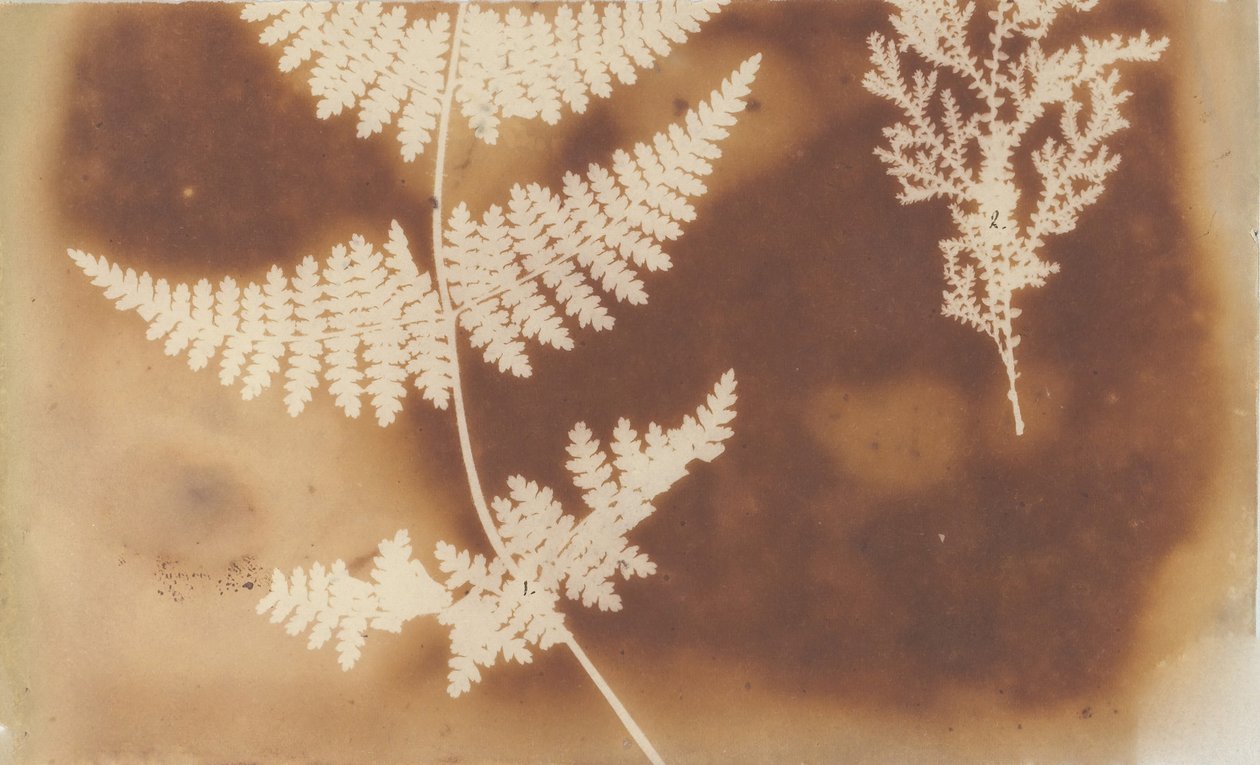 1. Fougère. 2. Algue, 1839 - William Henry Fox Talbot