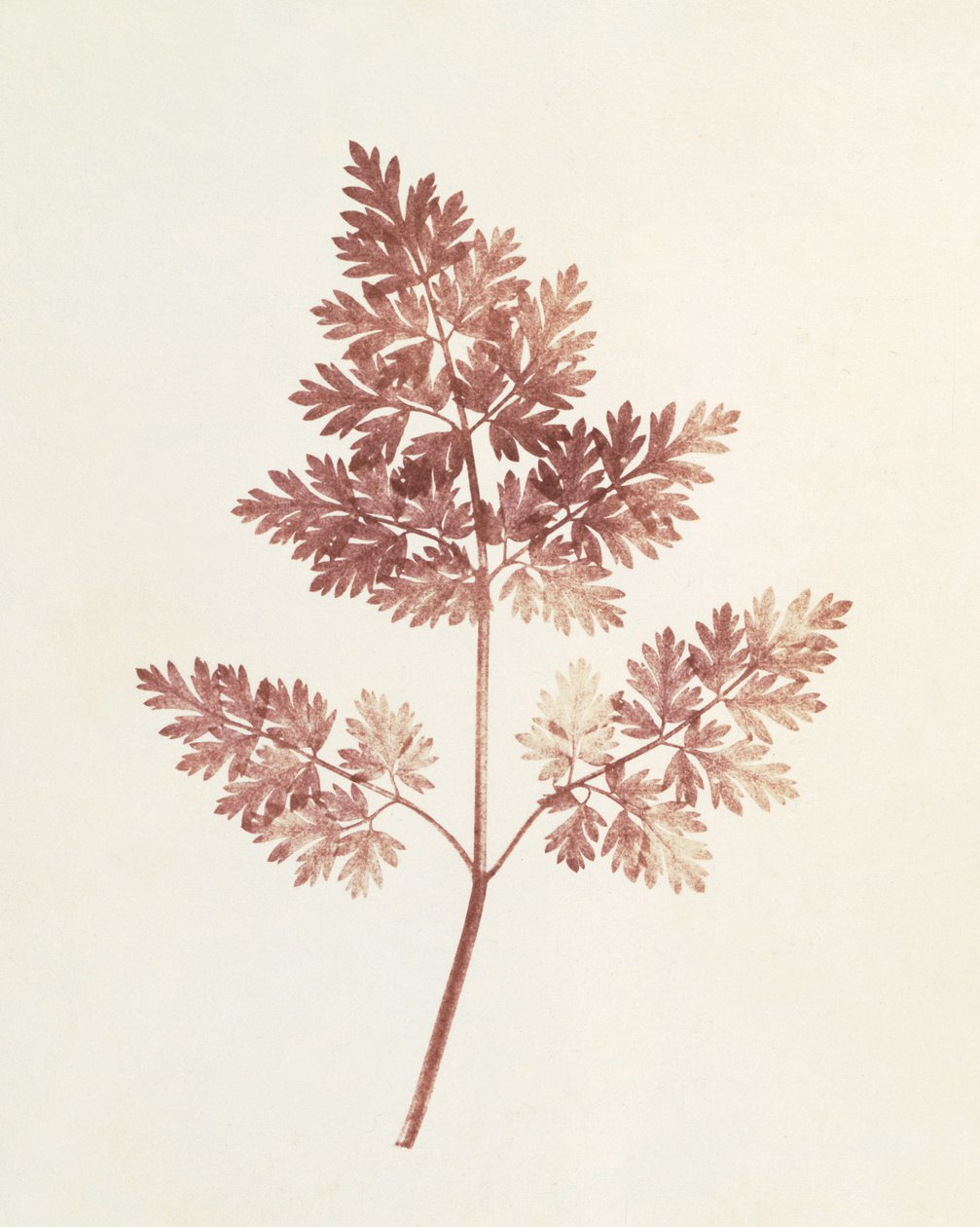 Frondes de Feuilles, 1843 - William Henry Fox Talbot