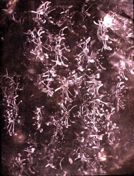 Chèvrefeuille, juin 1840 - William Henry Fox Talbot