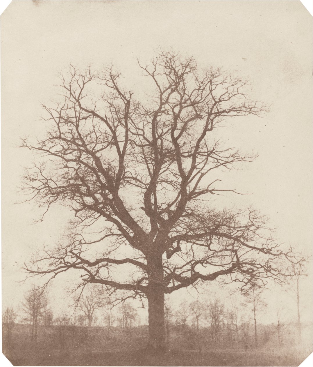Chêne, milieu des années 1840 (photo) - William Henry Fox Talbot