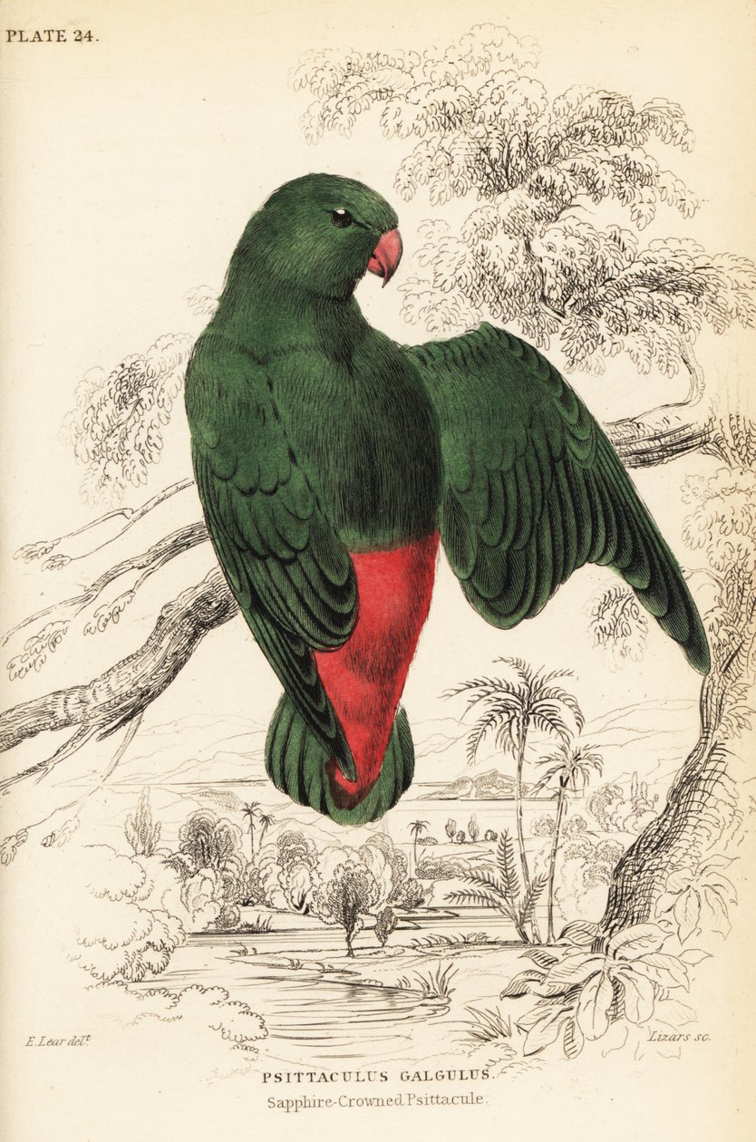Perroquet suspendu à couronne bleue, Loriculus galgulus - William Home Lizars
