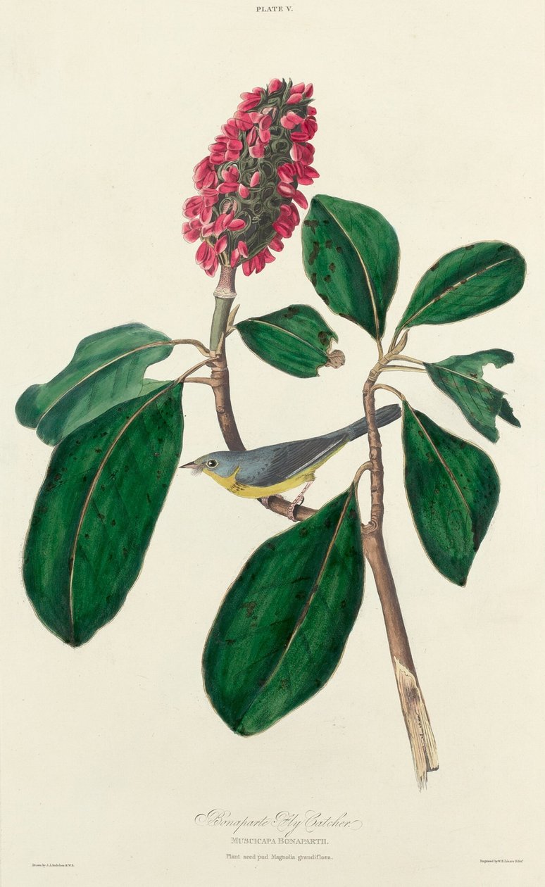 Gobemouche de Bonaparte - William Home Lizars