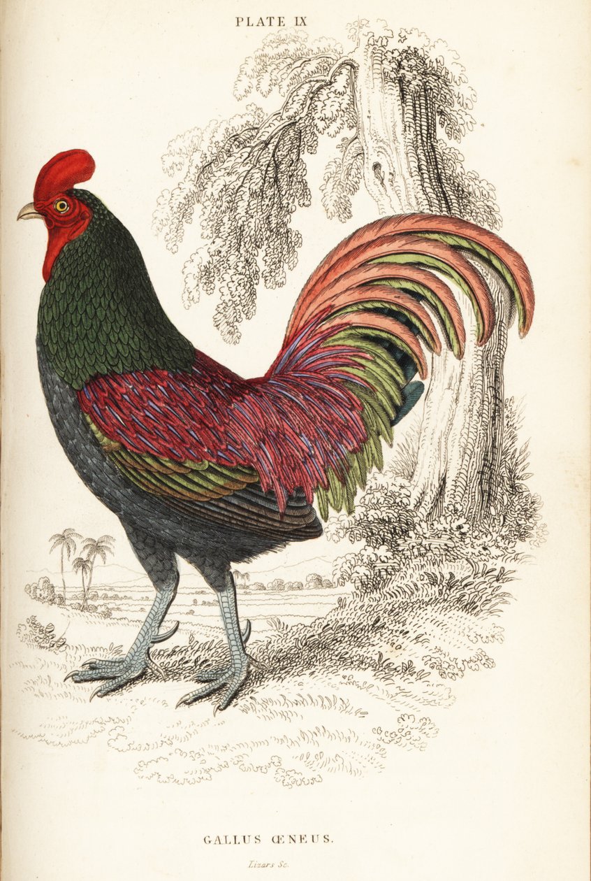 Coq bronzé de Sumatra, Gallus aeneus - William Home Lizars