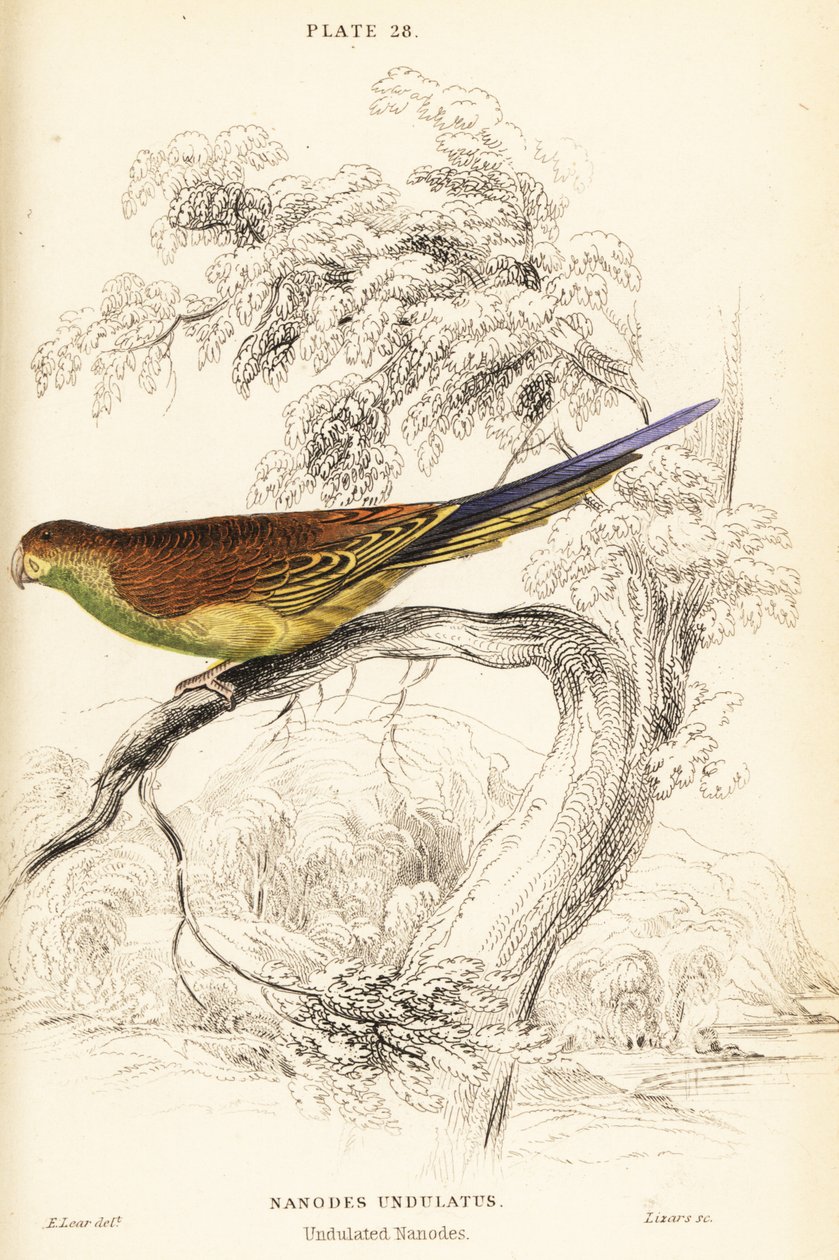 Perruche ondulée, Melopsittacus undulatus - William Home Lizars