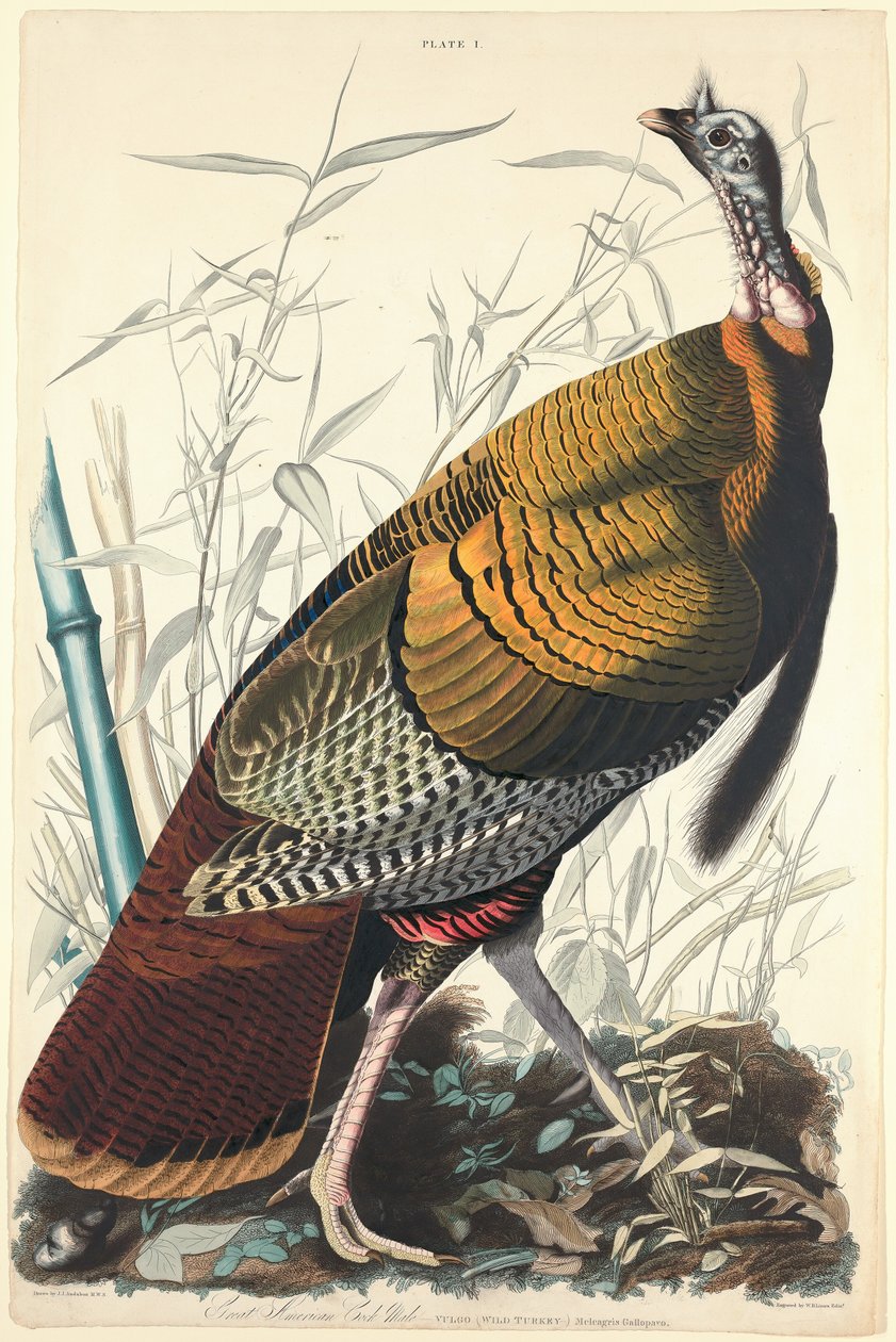 Grand coq américain, 1827 - William Home Lizars