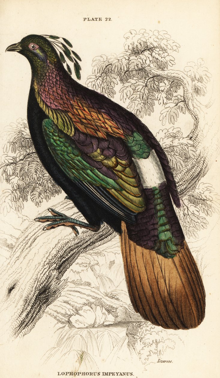 Monal de l