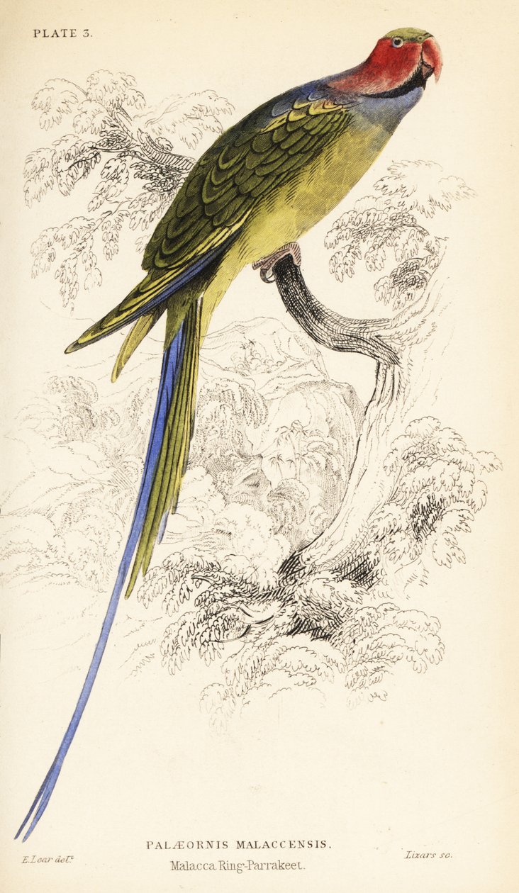Perruche à longue queue, Psittacula longicauda - William Home Lizars