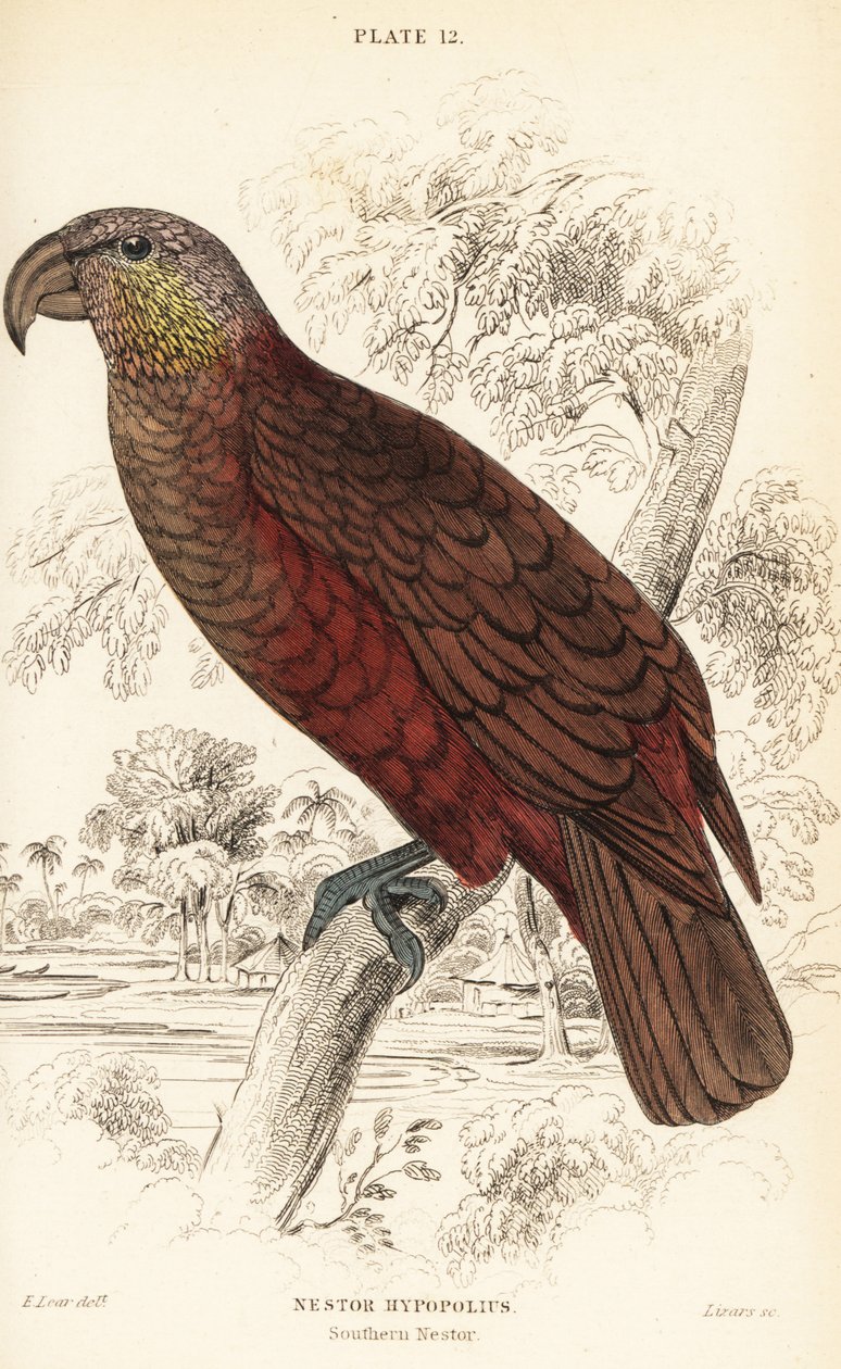 Kaka de Nouvelle-Zélande, Nestor meridionalis - William Home Lizars