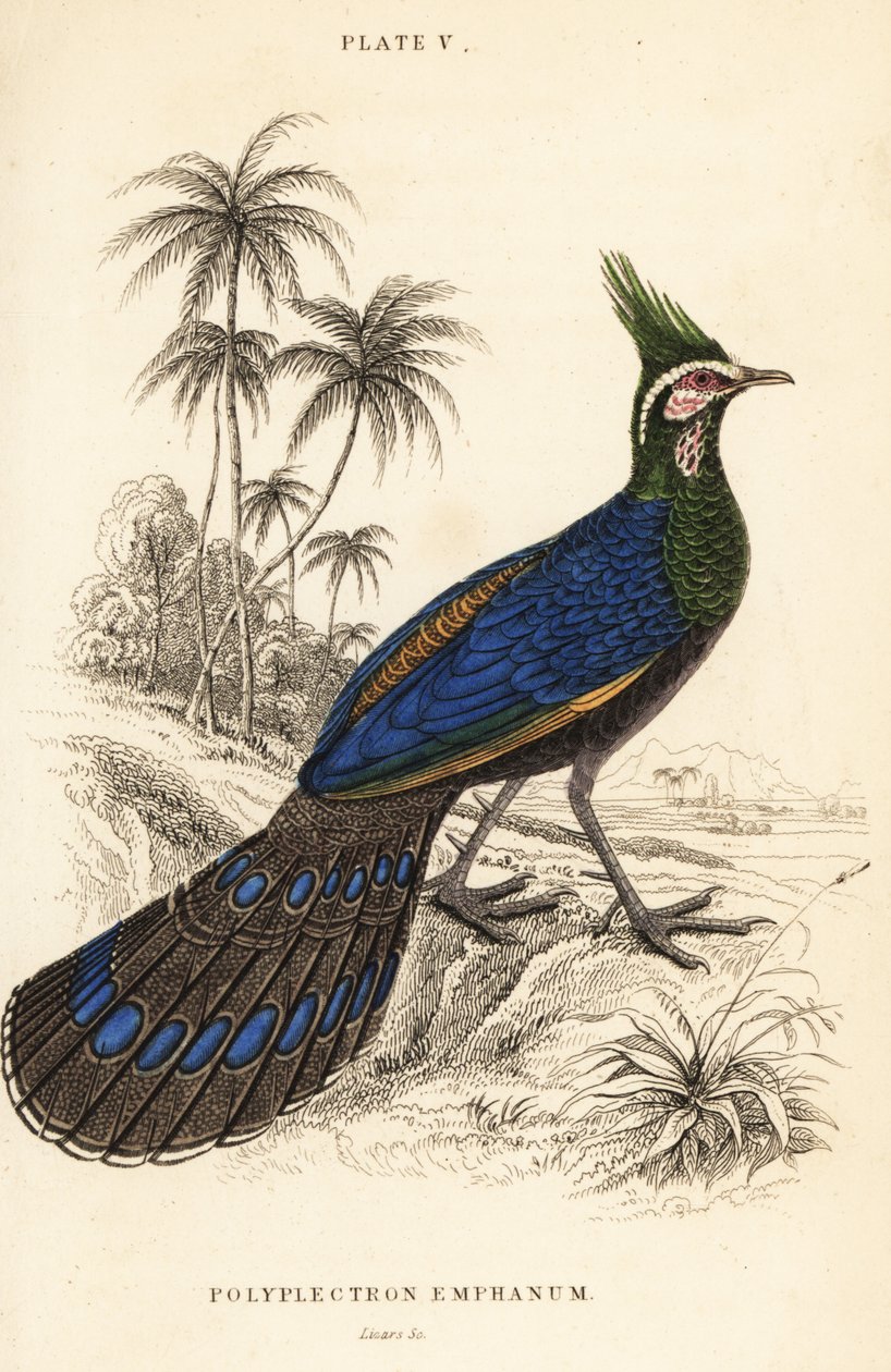 Paon-pheasant de Palawan, Polyplectron napoleonis - William Home Lizars