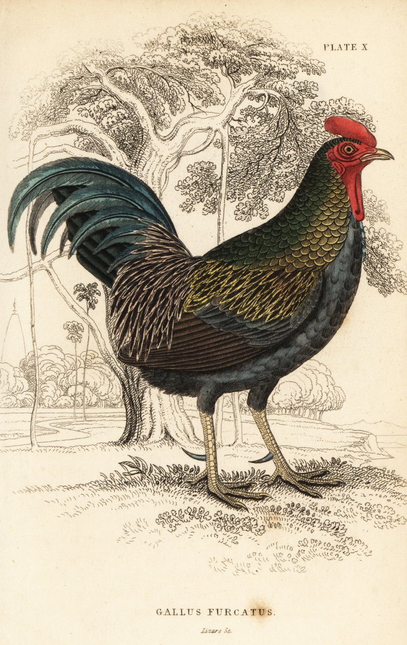 Coq bankiva, Gallus gallus javanicus - William Home Lizars