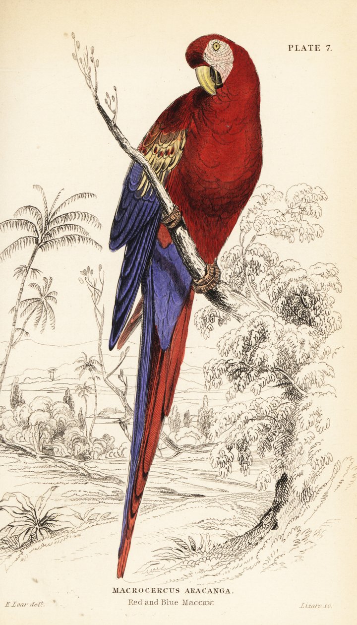 Ara rouge, Ara macao - William Home Lizars
