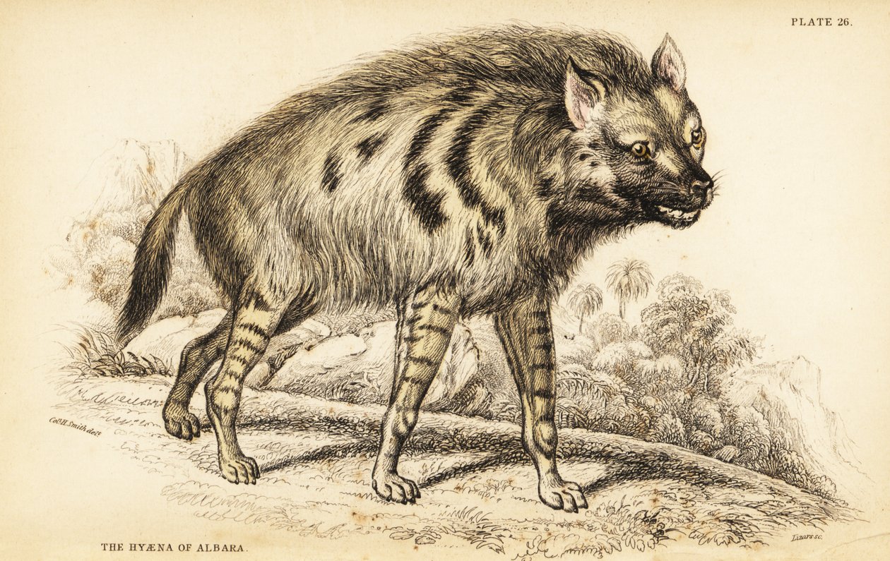 Hyène rayée, Hyaena hyaena - William Home Lizars