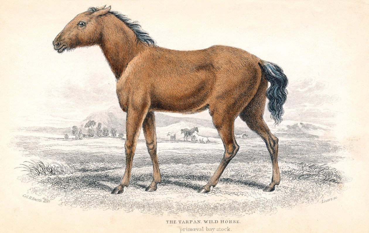Tarpan, 1830 - William Home Lizars