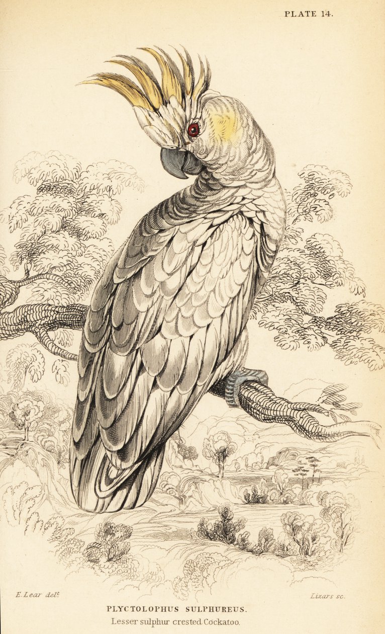 Cacatoès à crête jaune, Cacatua sulphurea - William Home Lizars