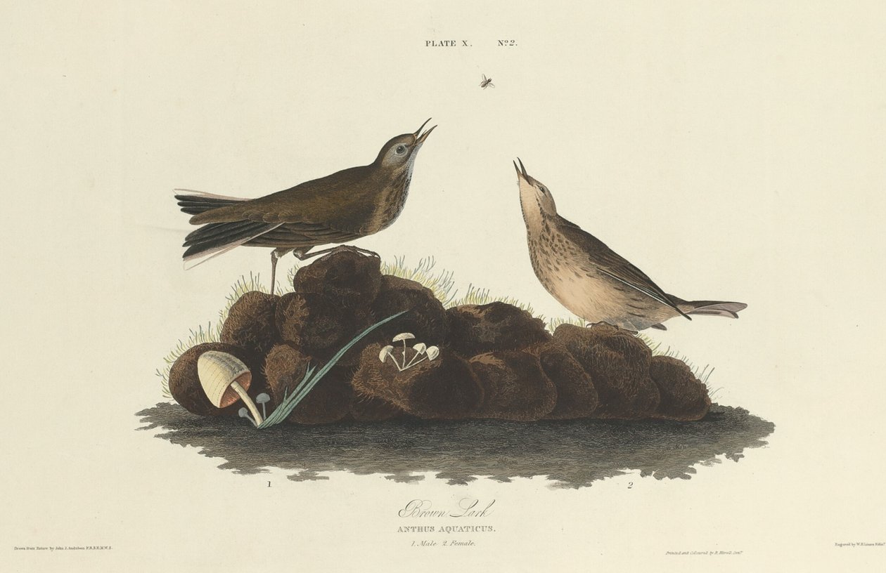 Alouette brune - William Home Lizars after John James Audubon