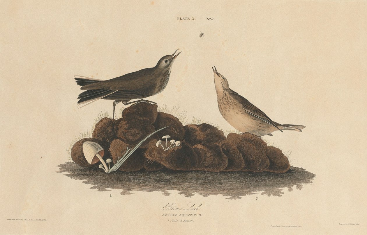 Alouette brune - William Home Lizars after John James Audubon