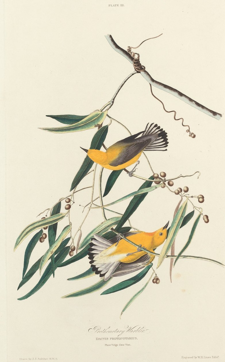 Paruline Protonotaire - William Home Lizars after John James Audubon