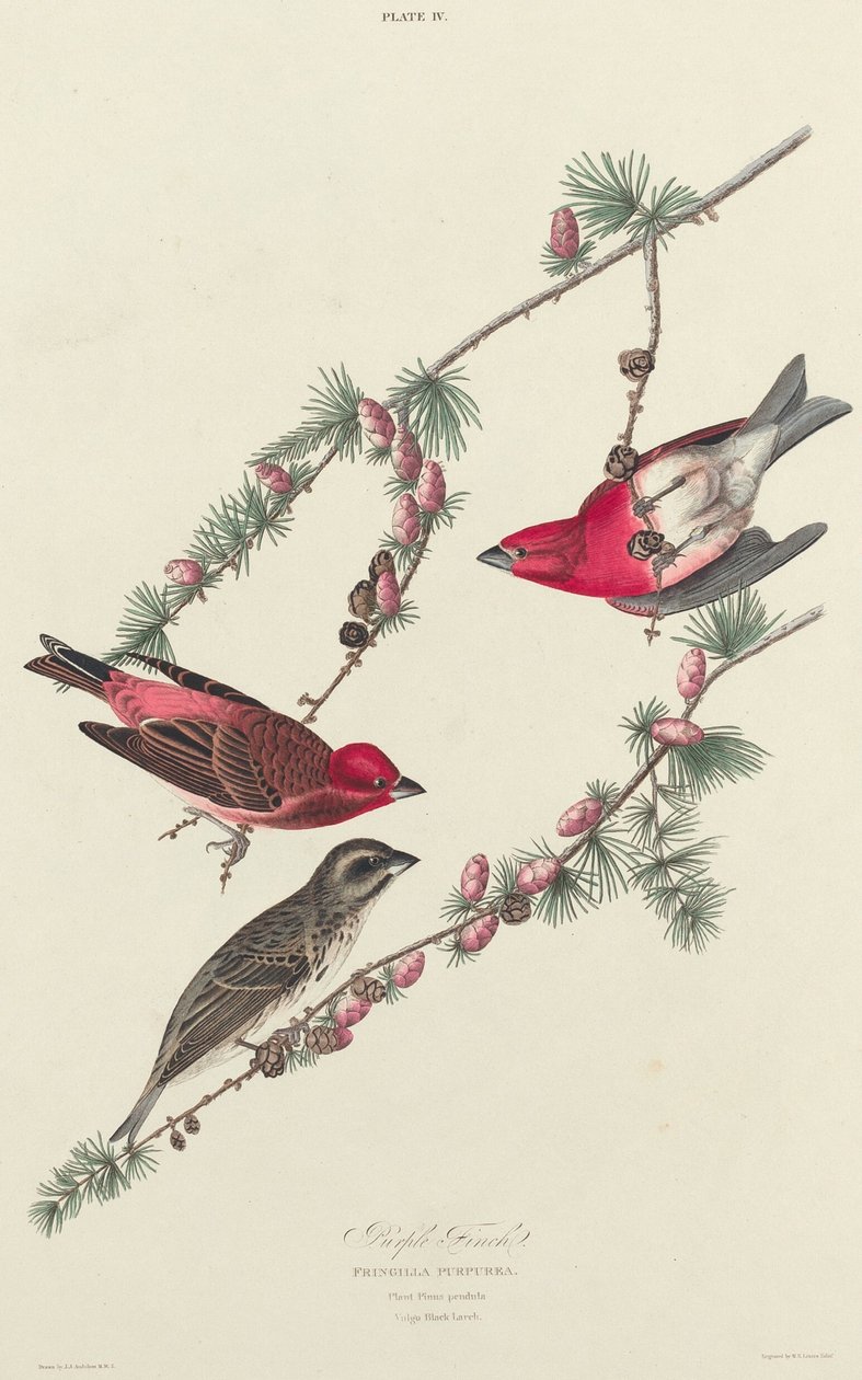 Roselin Pourpré - William Home Lizars after John James Audubon