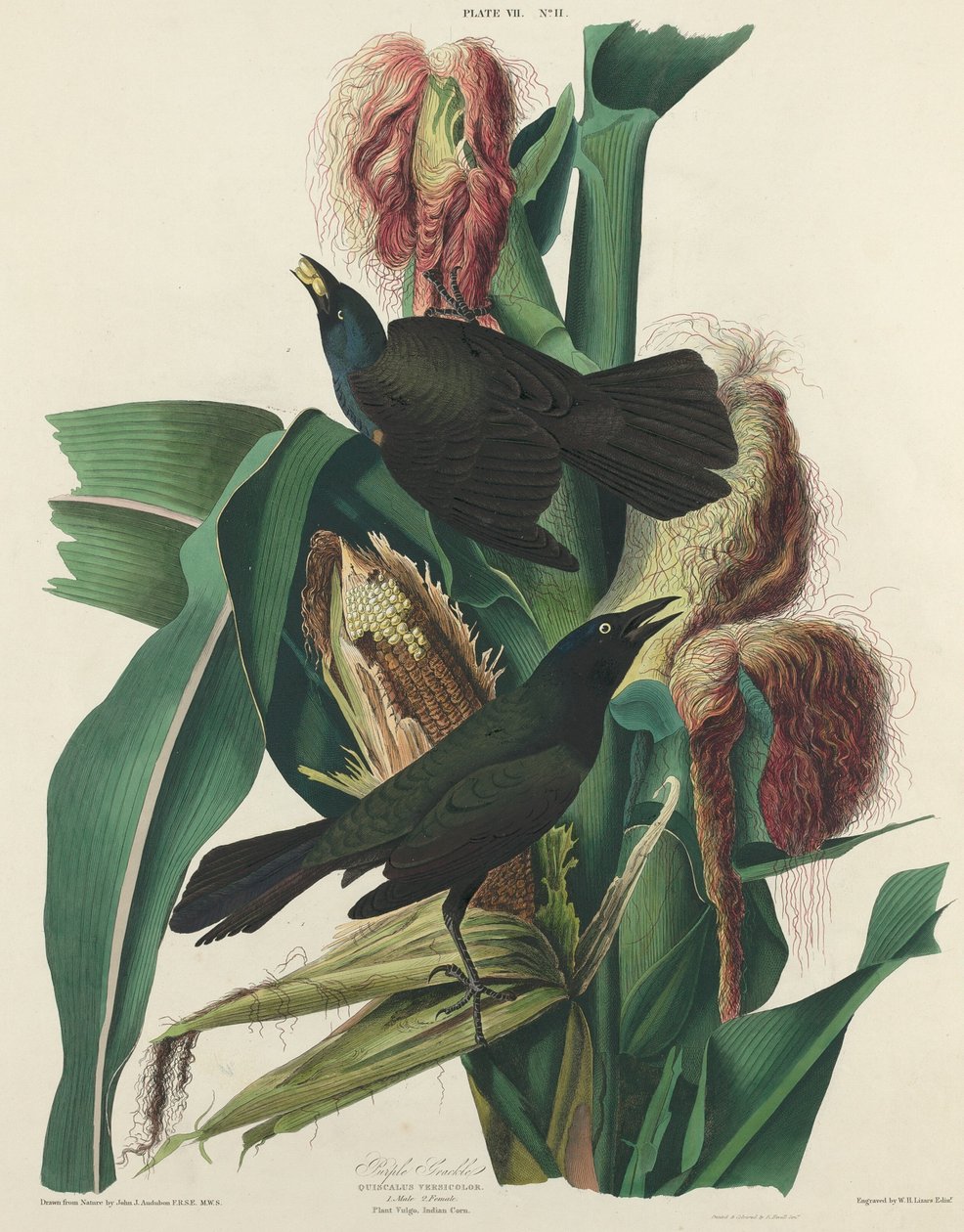 Quiscale Pourpré - William Home Lizars after John James Audubon