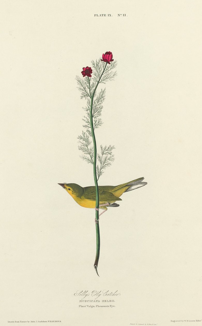 Moucherolle de Selby - William Home Lizars after John James Audubon