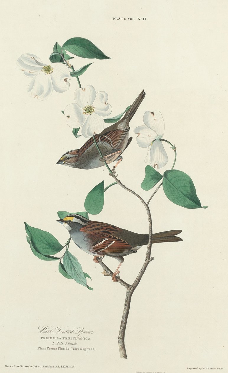 Bruant à Gorge Blanche - William Home Lizars after John James Audubon