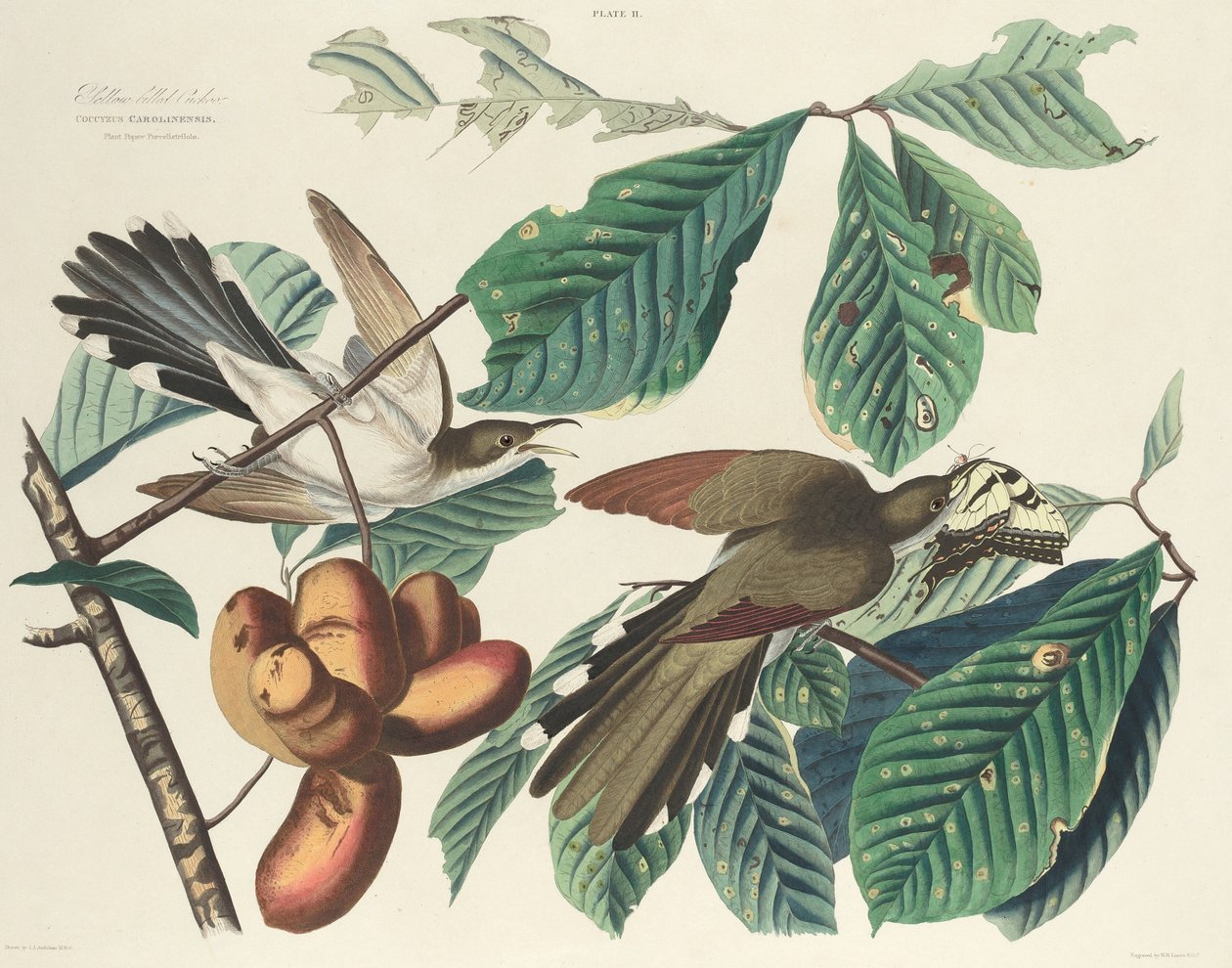 Coulicou à bec jaune - William Home Lizars after John James Audubon