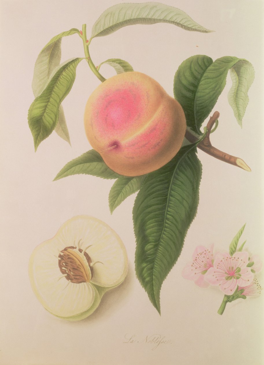 Pêche de Noblesse - William Hooker